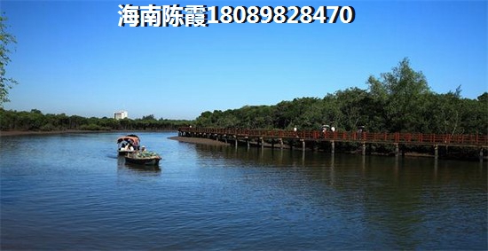 清凤椰林阳光